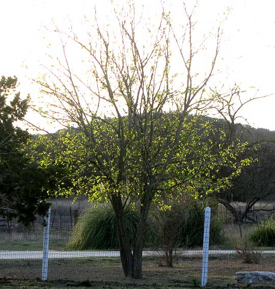 White Mulberry, MORUS ALBA, leaves emerging in spring