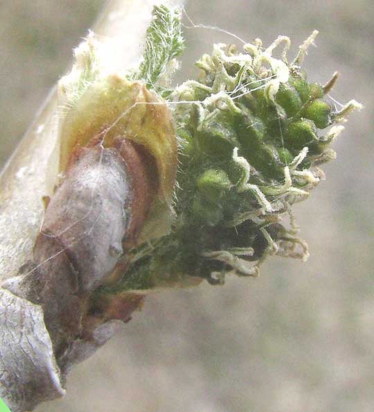 White Mulberry, MORUS ALBA, stunted female flowers and leaves arising from lateral bud after severe frost damage of other leaves and flowers