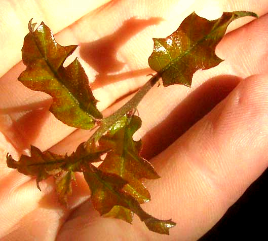 Sandpaper Oak or Pungent Oak, QUERCUS PUNGENS, expanding leaves in spring