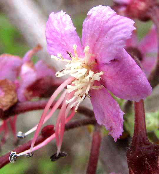 Mexican Buckeye, UNGNADIA SPECIOSA, flower