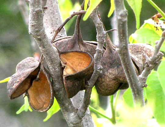 Mexican Buckeye, UNGNADIA SPECIOSA, opened fruit pods