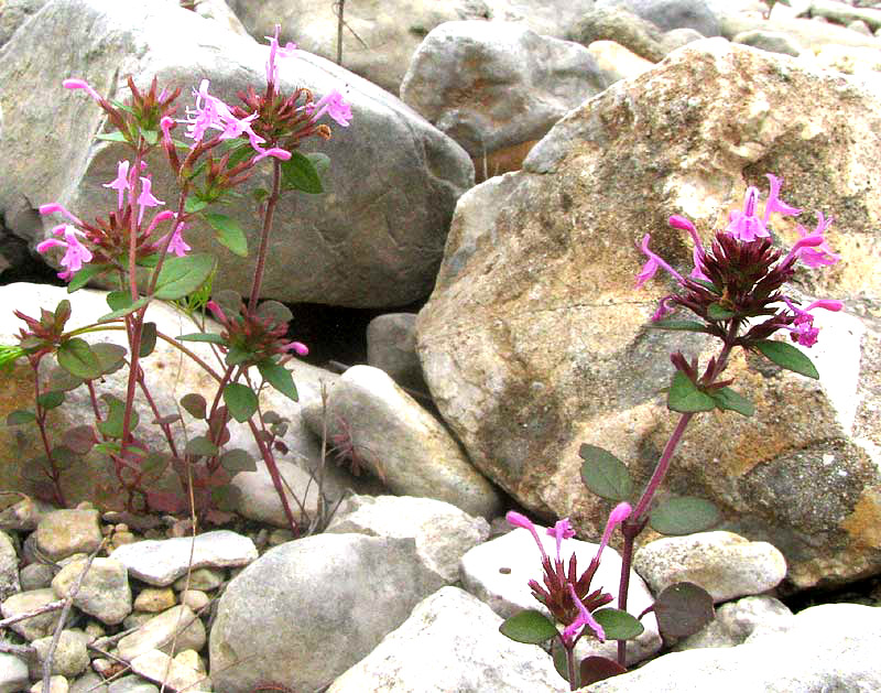 Slender False Pennyroyal, HEDEOMA ACINOIDES