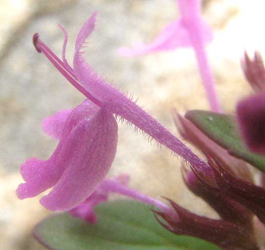 Slender False Pennyroyal, HEDEOMA ACINOIDES, side view of flower