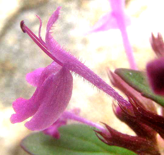 Slender False Pennyroyal, HEDEOMA ACINOIDES, side view of flower