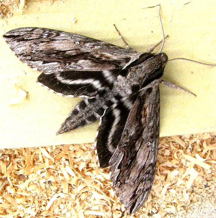 Istar Sphinx, LINTNERIA ISTAR, wings open