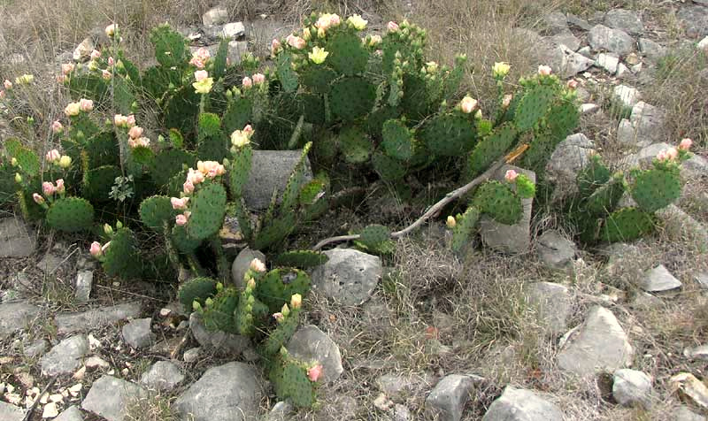 OPUNTIA ATRISPINA, flowering