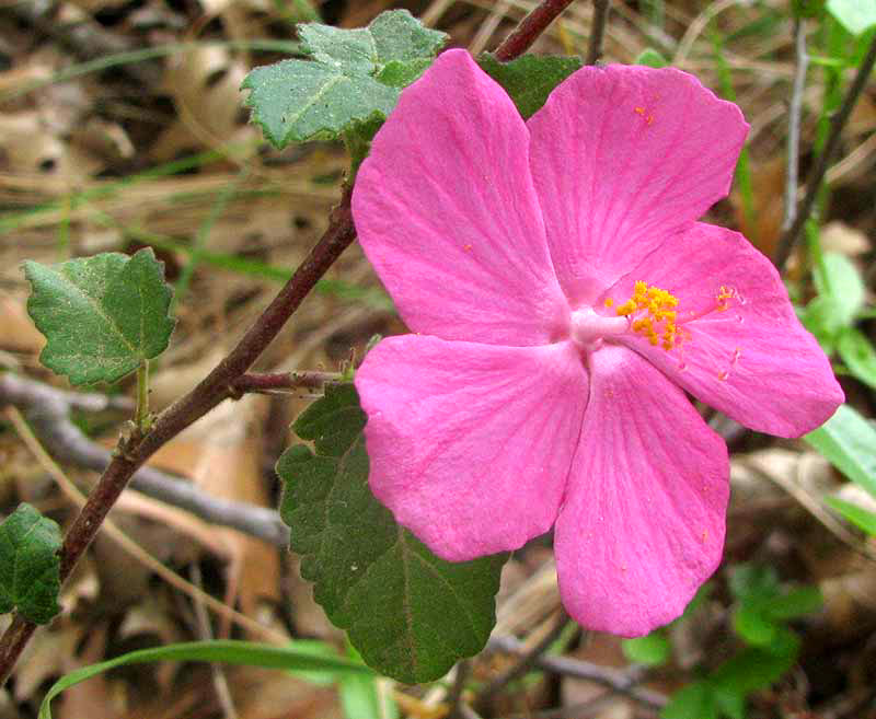 Rose Mallow, PAVONIA LASIOPETALA