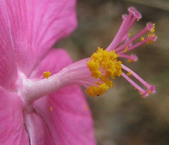 Rose Mallow, PAVONIA LASIOPETALA, close-up of flower center