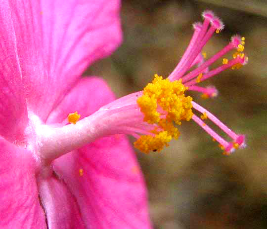 Rose Mallow, PAVONIA LASIOPETALA, close-up of flower center