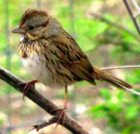 Lincoln Sparrow, MELOSPIZA LINCOLNII