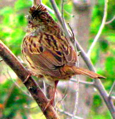 Lincoln Sparrow, MELOSPIZA LINCOLNII, back view