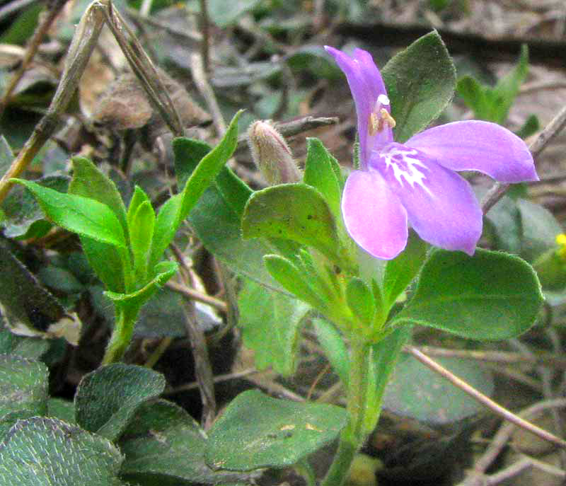 Hairy Tubetongue, JUSTICIA PILOSELLA, flowering