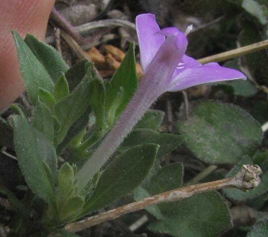 Hairy Tubetongue, JUSTICIA PILOSELLA, view of flower from top showing tube