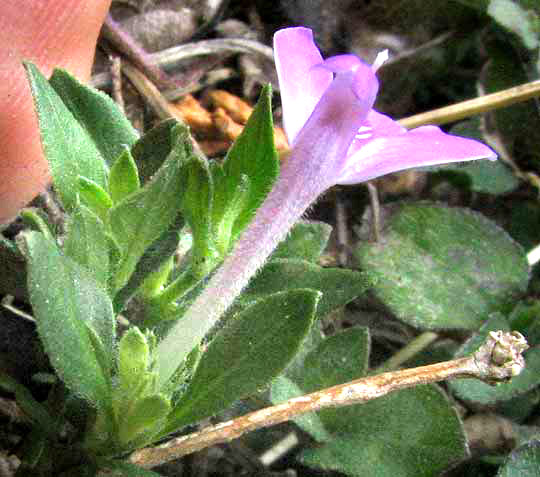 Hairy Tubetongue, JUSTICIA PILOSELLA, view of flower from top showing tube