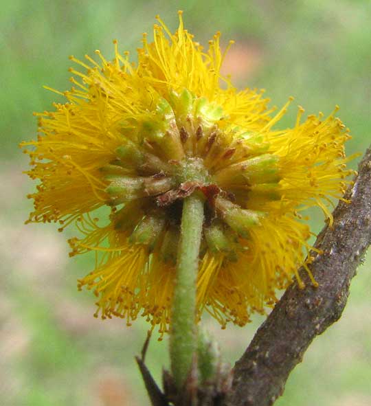 Sweet Acacia, VACHELLIA FARNESIANA, broken open flower head showing individual flowers