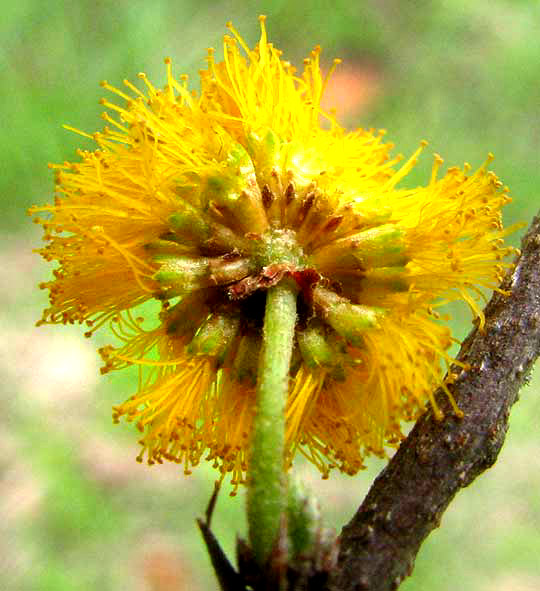 Sweet Acacia, VACHELLIA FARNESIANA, broken open flower head showing individual flowers