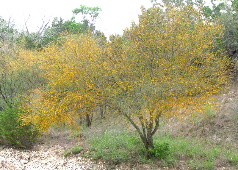 Sweet Acacia, VACHELLIA FARNESIANA, tree in bloom