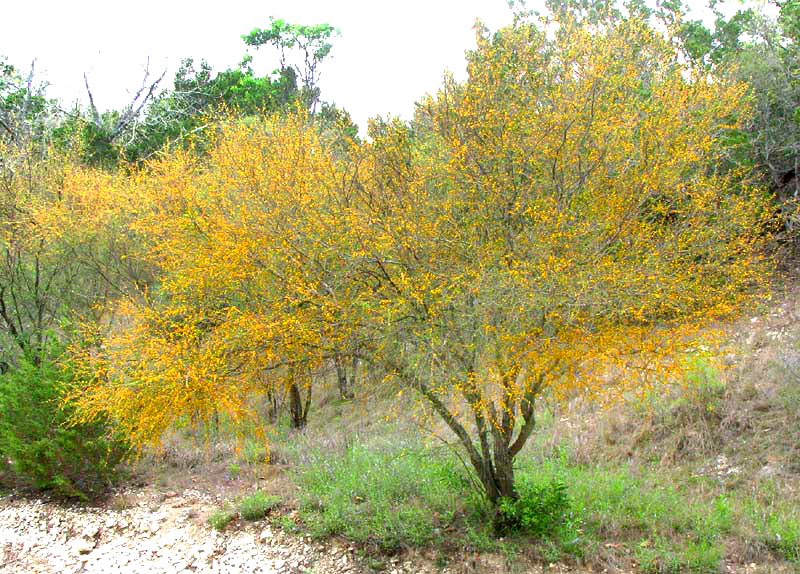 Sweet Acacia, VACHELLIA FARNESIANA, tree in bloom