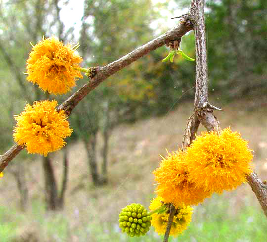 Sweet Acacia, VACHELLIA FARNESIANA, flower heads