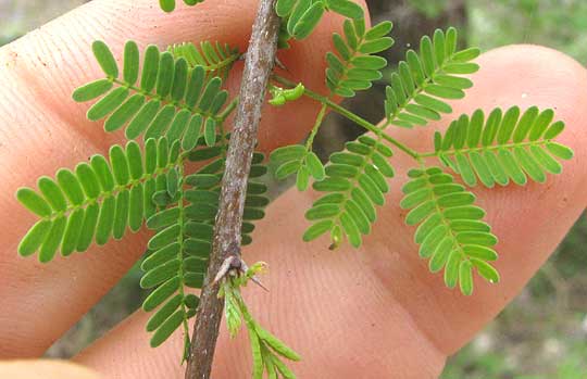 Sweet Acacia, VACHELLIA FARNESIANA, expanding leaves and spines