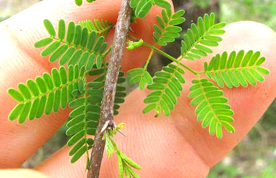 Sweet Acacia, VACHELLIA FARNESIANA, expanding leaves and spines