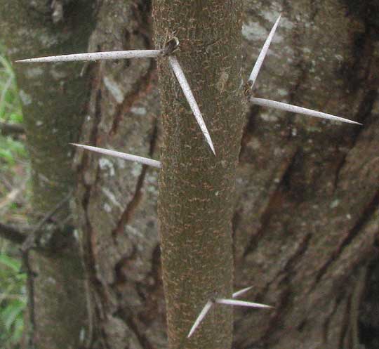 Sweet Acacia, VACHELLIA FARNESIANA, spines on young trunk
