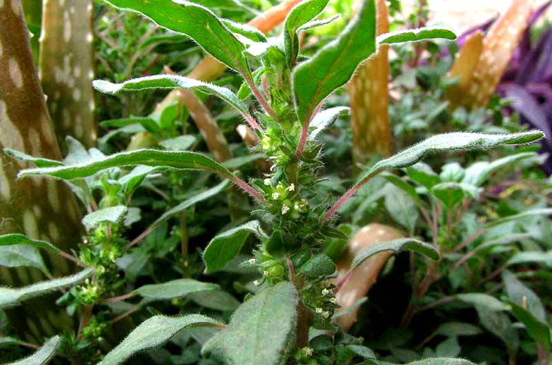 Pennsylvania Pellitory, PARIETARIA PENSYLVANICA, flowering