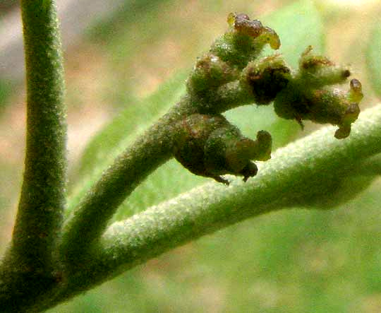 Texas Live Oak, QUERCUS FUSIFORMIS, female flowers