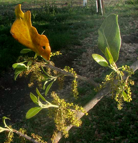 Texas Live Oak, QUERCUS FUSIFORMIS, male catkins and expanding leaves