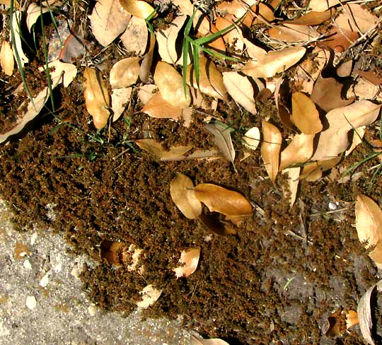 Texas Live Oak, QUERCUS FUSIFORMIS, dropped male catkins and leaves on sidewalk