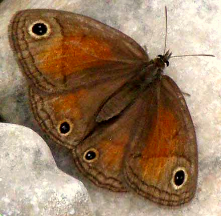 Red Satyr, MEGISTO RUBRICATA, top view