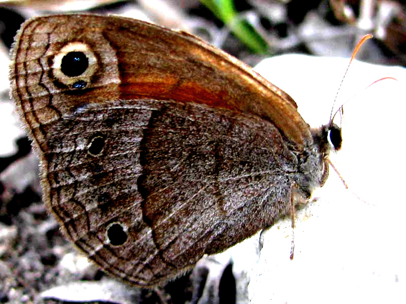 Red Satyr, MEGISTO RUBRICATA, side view