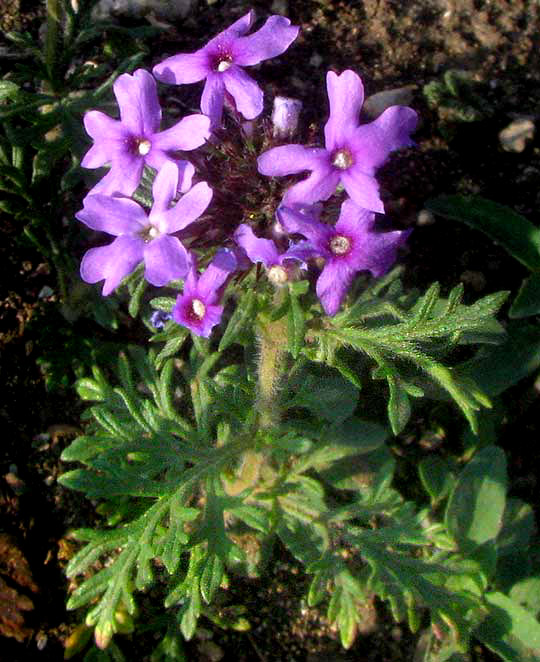 Prairie Verbena, GLANDULARIA BIPINNATIFIDA