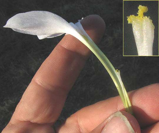Rain Lily, ZEPHYRANTHES DRUMMONDII, longitudinal section of flower showing style length and lobed stigma