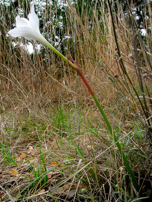 Rain Lily, ZEPHYRANTHES DRUMMONDII