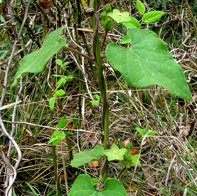 Green Milkweed Vine, MATELEA RETICULATA