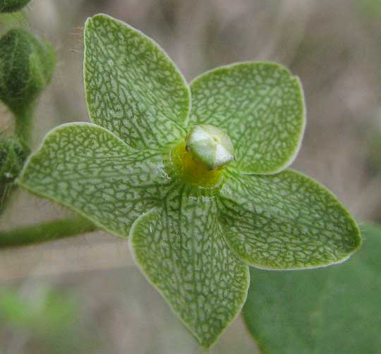 Green Milkweed Vine, MATELEA RETICULATA, flower close-up