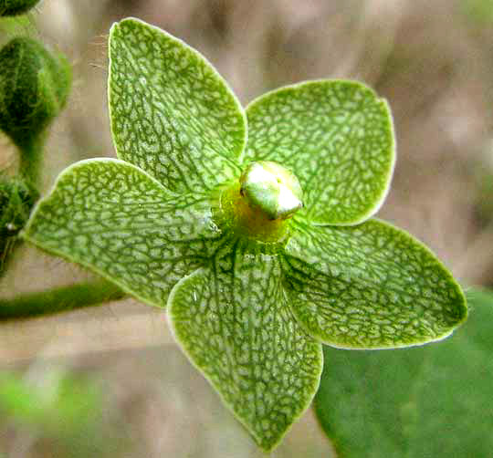 Green Milkweed Vine, MATELEA RETICULATA, flower close-up