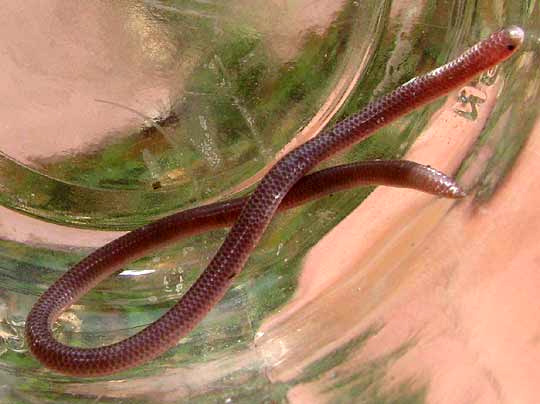 Texas Blind Snake, LEPTOTYPHOLOPS DULCIS