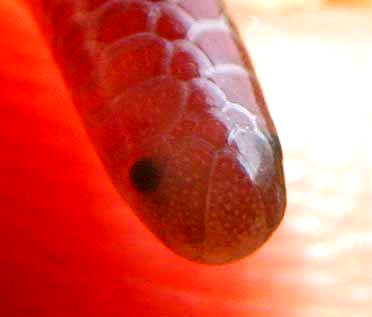 Texas Blind Snake, LEPTOTYPHOLOPS DULCIS, head showing vestigial eyes and scales
