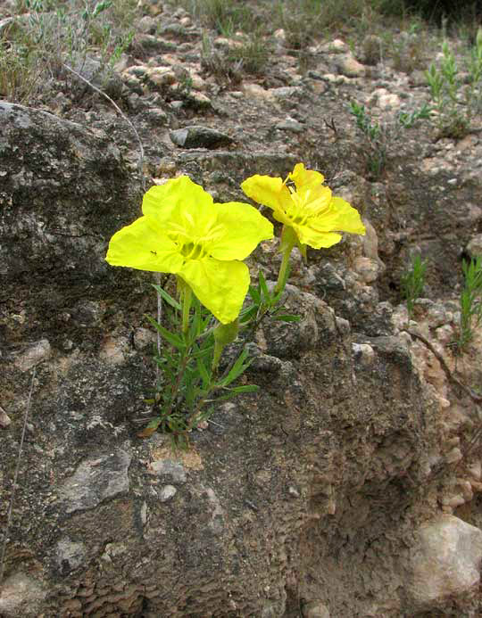 Western Primrose, CALYLOPHUS HARTWEGII