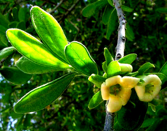 Texas Persimmon, DIOSPYROS TEXANA, cluster of female flowers