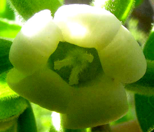Texas Persimmon, DIOSPYROS TEXANA, female flower close-up