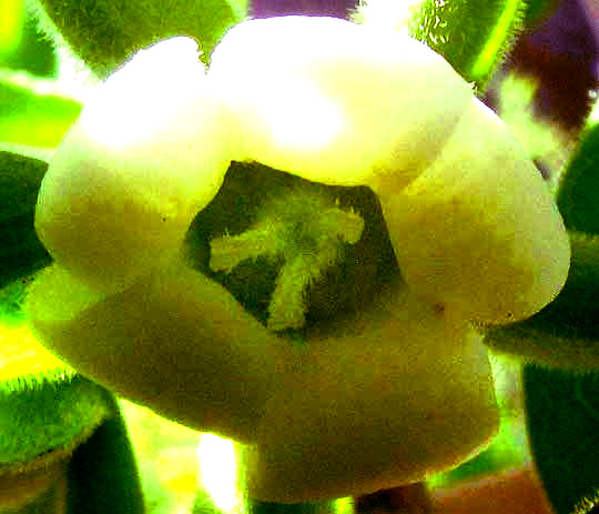 Texas Persimmon, DIOSPYROS TEXANA, female flower close-up