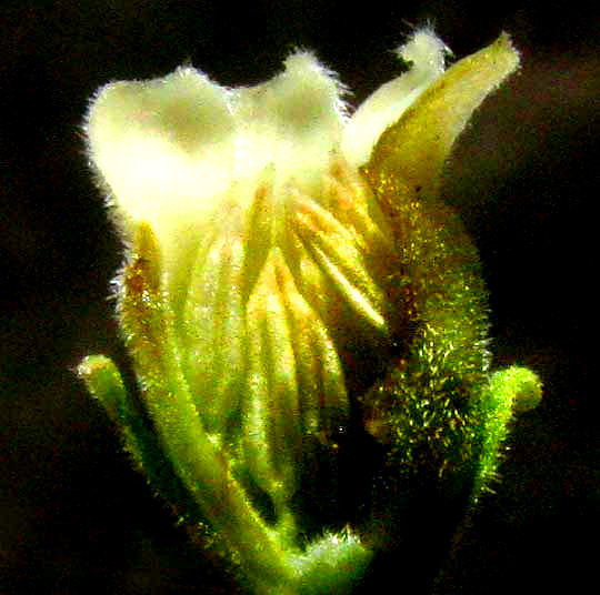 Texas Persimmon, DIOSPYROS TEXANA, longitudinal section of male flower close-up