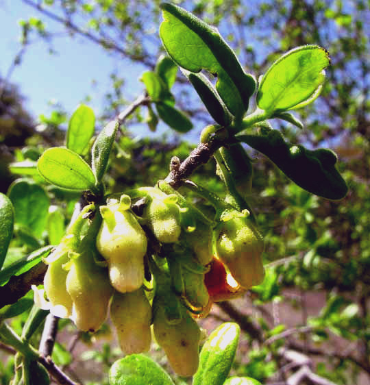 Texas Persimmon, DIOSPYROS TEXANA, cluster of male flowers