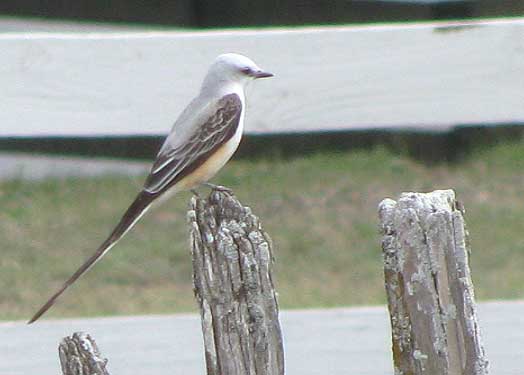 Scissor-tailed Flycatcher, TYRANNUS FORFICATUS, juvenile