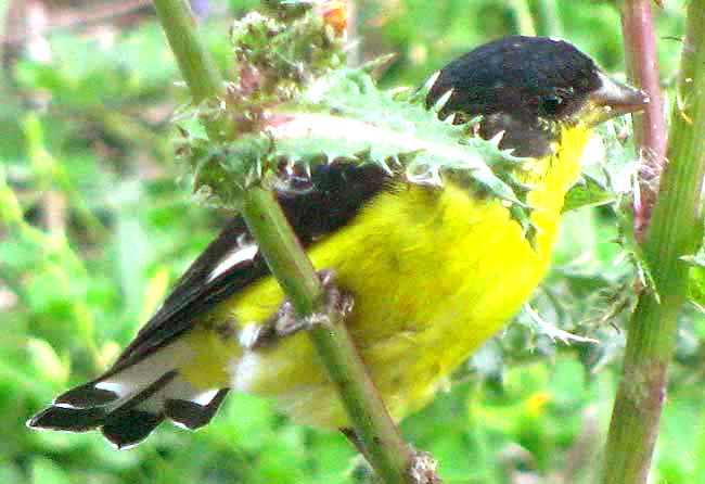 Lesser Goldfinch, CARDUELIS PSALTRIA