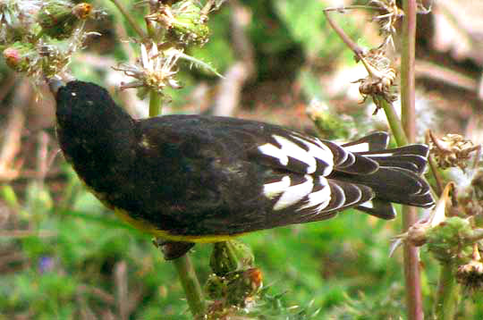 Lesser Goldfinch, CARDUELIS PSALTRIA, top view of male, Texas form