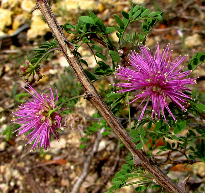 Pink Mimosa, MIMOSA BOREALIS, flowering